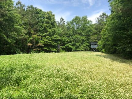 Timberland Property in Hale County, Alabama