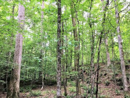 Undeveloped Land in Jones County, Georgia