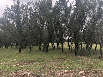 Recreational Property in Menard County, Texas