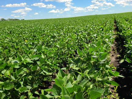 Farm Property in Lincoln County, Minnesota