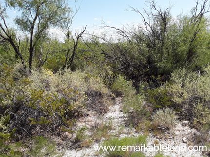 Undeveloped Land in Ward County, Texas