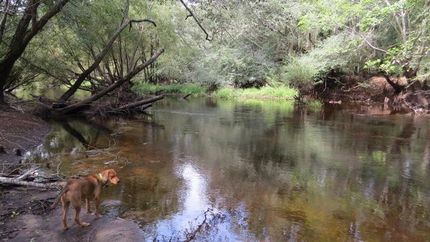 Waterfront Property in Evans County, Georgia