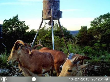 Farm Property in Uvalde County, Texas