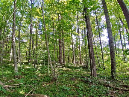 Undeveloped Land in Greenbrier County, West Virginia