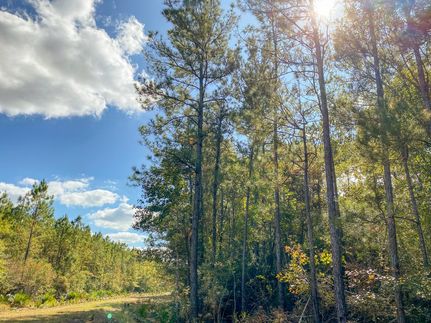 Timberland Property in Liberty County, Texas