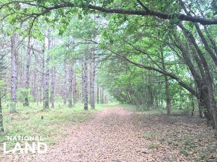 Hunting Land in Williamsburg County, South Carolina