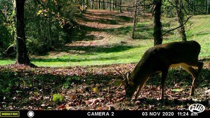 Hunting Land in Rappahannock County, Virginia