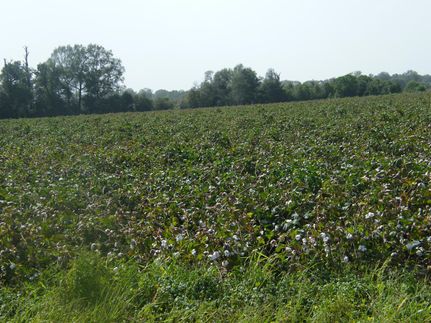 Property in Franklin Parish, Louisiana