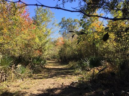 Timberland Property in Polk County, Texas
