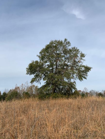 Ranch Property in Dallas County, Alabama