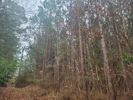Undeveloped Land in Hempstead County, Arkansas
