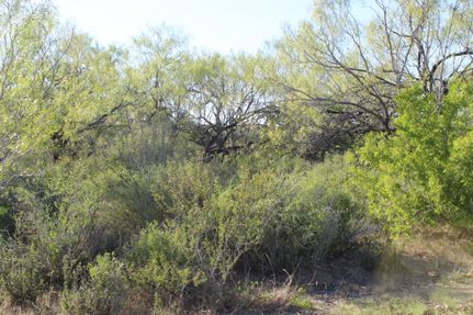 Timberland Property in Frio County, Texas