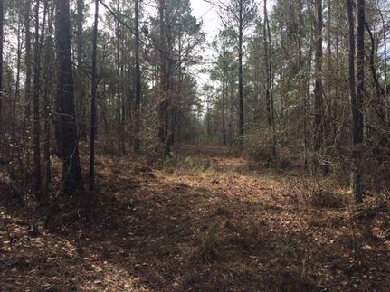 Farm Property in Stewart County, Georgia