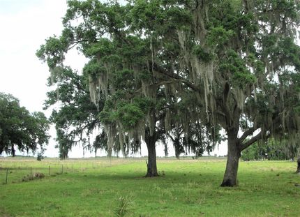 Residential Property in Okeechobee County, Florida