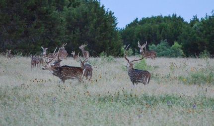 Farm Property in Edwards County, Texas