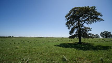 Undeveloped Land in Milam County, Texas