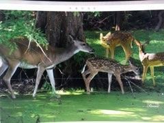 Waterfront Property in Franklin Parish, Louisiana
