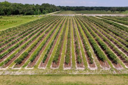Farm Property in Citrus County, Florida