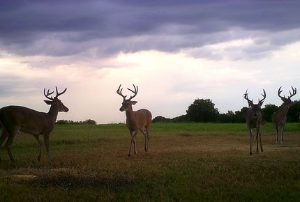 Residential Property in Milam County, Texas