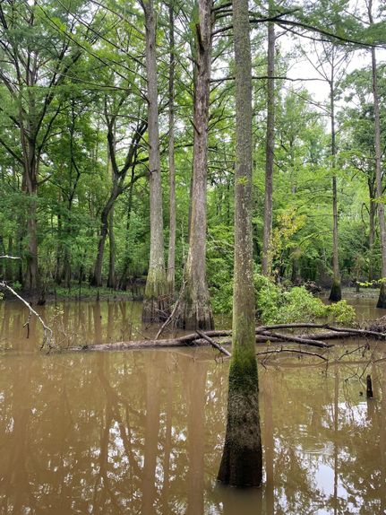 Timberland Property in Caldwell Parish, Louisiana