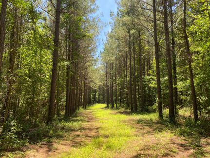 Timberland Property in Lee County, Alabama