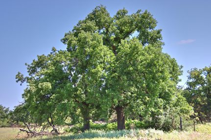 Undeveloped Land in Gillespie County, Texas