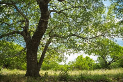 Property in Williamson County, Texas