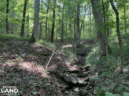 Timberland Property in Butler County, Kentucky
