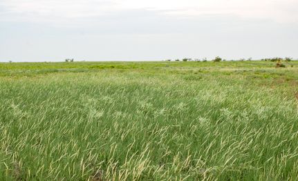 Hunting Land in Eddy County, New Mexico