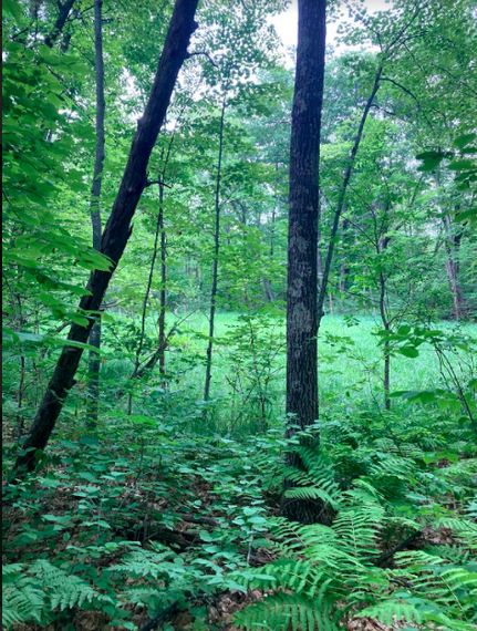 Recreational Property in Crow Wing County, Minnesota