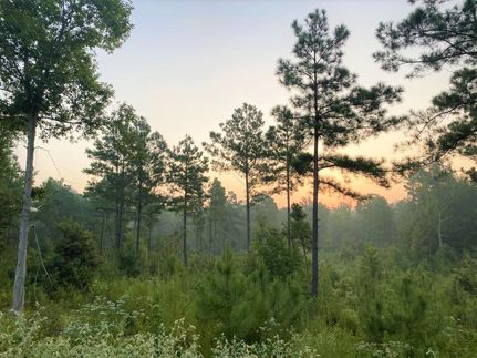 Undeveloped Land in Anderson County, Texas