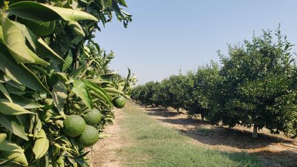 Farm Property in Fresno County, California