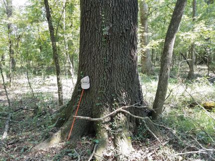 Timberland Property in Nacogdoches County, Texas