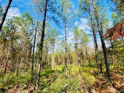 Timberland Property in Prentiss County, Mississippi