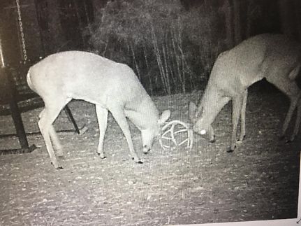 Timberland Property in Jefferson County, Florida