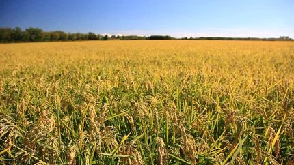 Farm Property in Tunica County, Mississippi