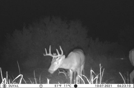 Undeveloped Land in Duval County, Texas