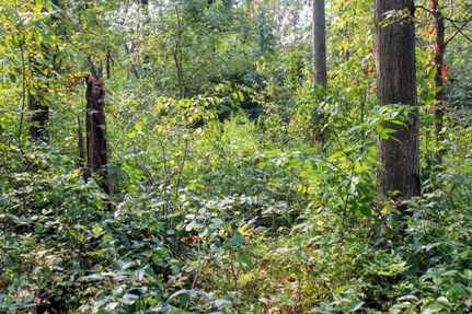 Timberland Property in Cass County, Michigan