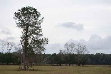 Hunting Land in Levy County, Florida