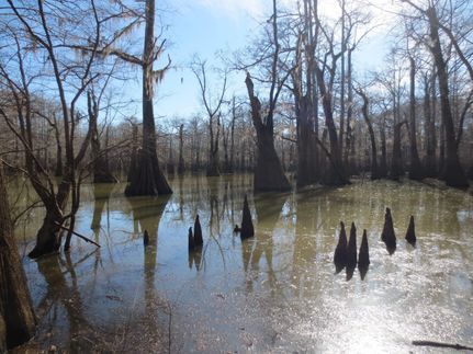 Timberland Property in Warren County, Mississippi
