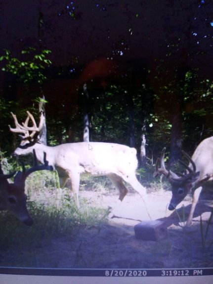 Timberland Property in Marshall County, Kentucky