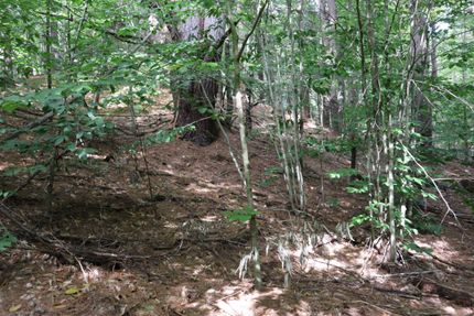 Timberland Property in Saratoga County, New York