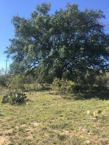 Timberland Property in San Saba County, Texas