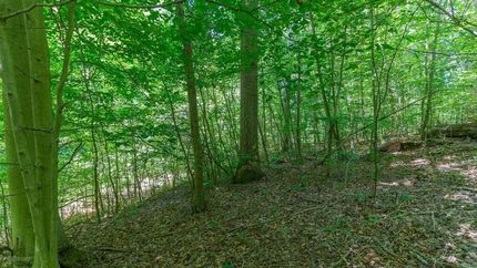 Timberland Property in Fairfield County, Ohio