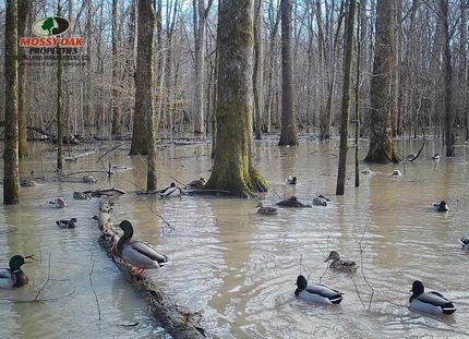 Farm Property in Woodruff County, Arkansas