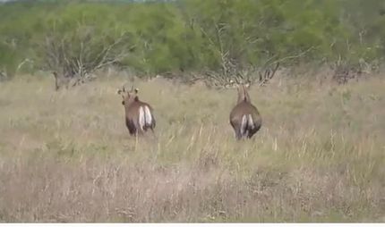 Recreational Property in Hidalgo County, Texas