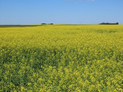 Undeveloped Land in Mountrail County, North Dakota