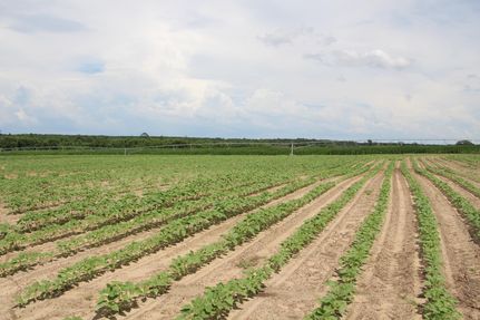 Ranch Property in Laurens County, Georgia