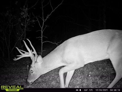 Hunting Land in Pittsburg County, Oklahoma