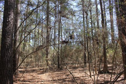Ranch Property in Angelina County, Texas
